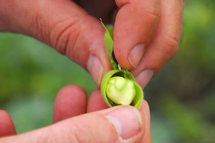 El garbanzo es un cultivo con una alta eficiencia del uso del agua, generando un impacto positivo en los sistemas agrícolas