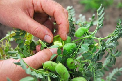 El cultivo está dejando márgenes negativos por la caída de precios y el impacto de las retenciones