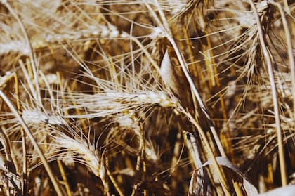 Retenciones: en cuánto quedaron después del anuncio