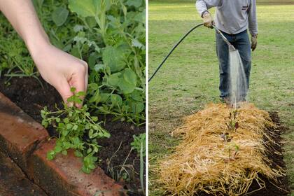 Retirar las malezas de los canteros (izq.) y cubrirlos con mulch para proteger la tierra del resecamiento (der.) son dos tareas importantes a realizar durante el verano.