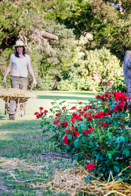 Retirar malezas, hojas secas o restos de flores evita que se acumulen plagas y mejora la ventilación de las plantas