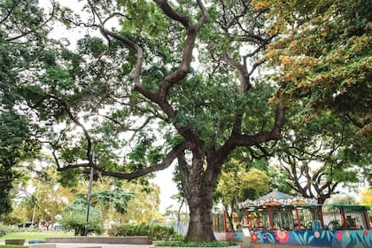 El retoño del Árbol de Artigas, en la plaza 25 de Agosto, en Villa Ortúzar