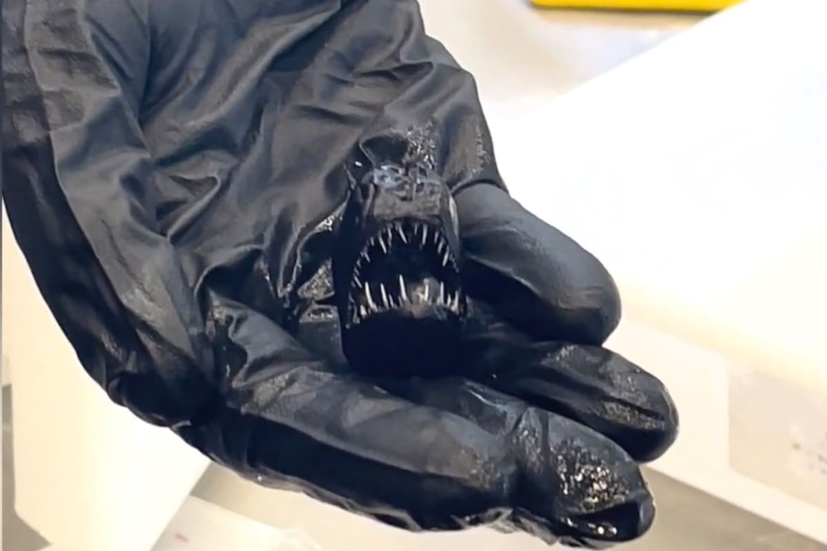 Mostraron el tamaño real del pez diablo negro que apareció en Tenerife y la imagen es sorprendente