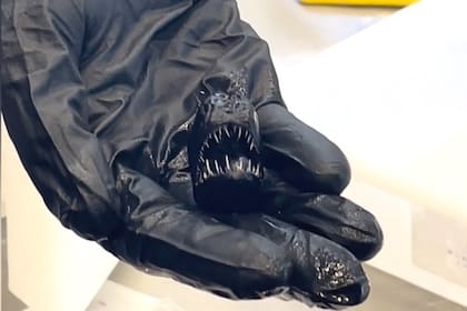 Revelan cuánto mide el pez abismal que apareció en Tenerife