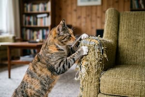 Revelan el motivo por el que los gatos rompen los muebles del hogar