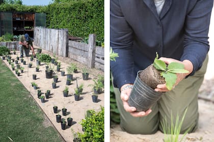 Revisar el estado de las raíces es muy importante