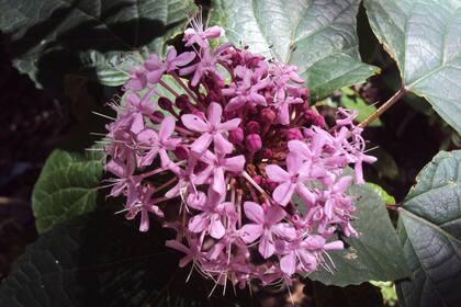 Gentileza Ing. Gabriela Benito