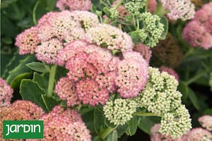 Una guía con las especies clave para esta estación