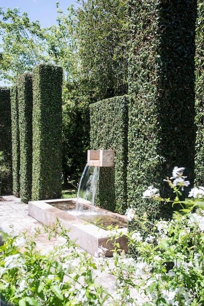 Para evitar tanto cemento y alivianar visualmente los materiales, se decidió “forrar” las columnas con enamorada del muro (Ficus repens) que se recorta tres veces al año.