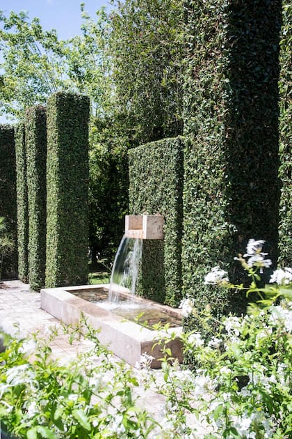 Para evitar tanto cemento y alivianar visualmente los materiales, se decidió “forrar” las columnas con enamorada del muro (Ficus repens) que se recorta tres veces al año. 