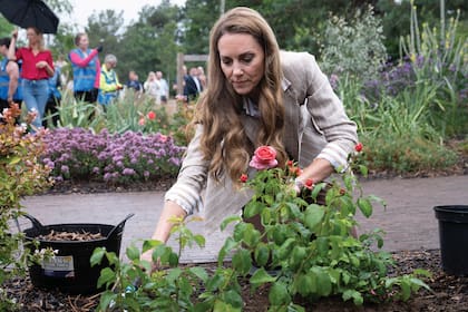 Kate ayudó a plantar
las 500 rosas
donadas que, en su
honor, se llaman
“Catherine Roses”.