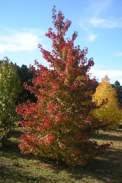 Liquidambar styraciflua ‘Worplesdon’/ Revista Jardín
