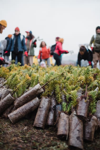 Revista Lugares a través de la Asociación Amigos de la Patagonia y Carbón Neutral + colabora en la plantación de árboles nativos en el Parque Nacional Lanín, como parte de las acciones para compensar la huella de carbono de los viajes.