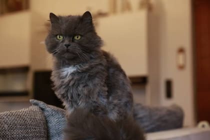 Rex Alemán (Foto: iStock)