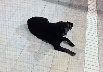 Rex, el perro callejero que motivó a uno de los amigos de Báez Sosa a tatuarse su nombre