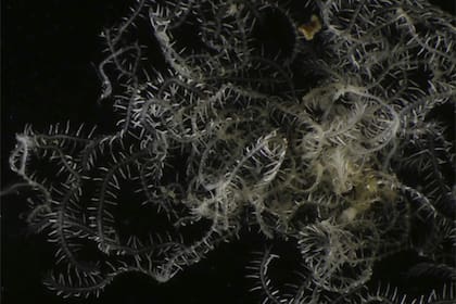 Rey Ghidorah es un animal ramificado ficticio que puede regenerar sus extremos perdidos