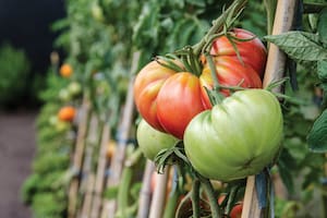 Cinco verduras de fácil cultivo para sumar a tu huerta en esta época