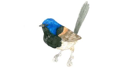 Reyezuelo azul, 2015, Sofía Wiñazki