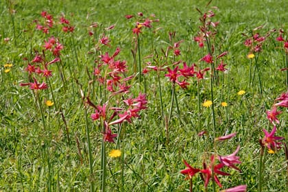 Rhodophiala bifida, una bulbosa que le da un giro visual increíble al paisaje