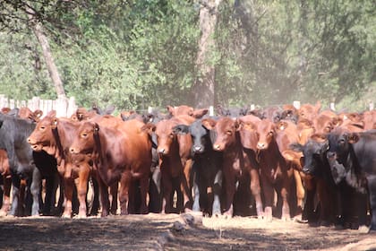 En la firma hacen ganadería de punta en el este de Salta