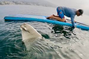 El aterrador encuentro de un surfista con una extraña criatura marina: “Parecía un tiburón mutilado”
