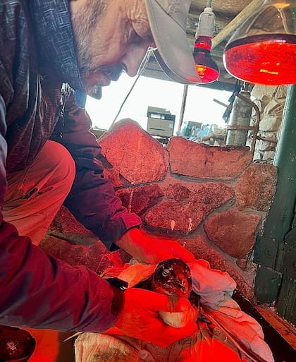 Richard Tesore coloca a los pingüinos bajo lámparas infrarrojo para darles calor