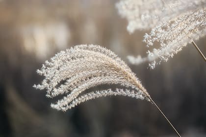 Rico en fibra, el teff mejora la digestión y promueve una flora intestinal saludable