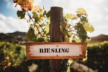 riesling