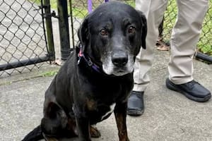 Rigsby fue abandonado en un parque por los mismos dueños que lo adoptaron de un refugio seis años antes