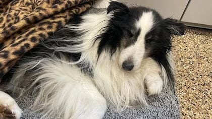 Riley, de 9 años, regresó con su dueño tras pasar 5 semanas perdido en una montaña de Colorado (Foto: Zachary Hackett)