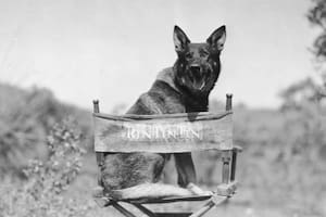 Rin Tin Tin, el pastor alemán que se convirtió en una estrella de cine en la década de 1920