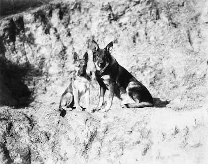 Rin-Tin-Tin junto a su hijo, Rin-Tin-Tin Jr., en el film While London Sleeps
