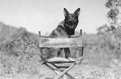 Rin-Tin-Tin, una estrella de Hollywood en los años 20