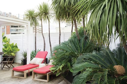 Rincón dedicado al descanso rodeado de la grandeza de las cycas (Cycas revoluta).