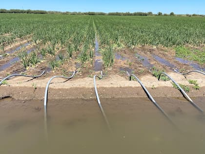 Río Negro está entre las mejores zonas del mundo para la producción de esta hortaliza; hay avances en riego por goteo. Secretaría de Agricultura