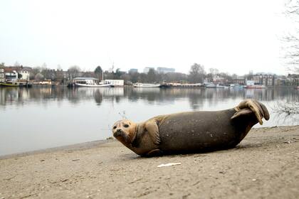 Una foca descansa a orillas del río Támesis en Hammersmith el 8 de marzo de 2021