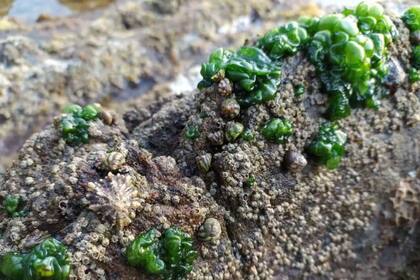 Rivularia sp. es una cianobateria típica en el intermareal superior entre moluscos y los cirrípedos amados por Darwin. Estas bacterias unicelulares y fotosintéticas pueden crear estructuras macroscópicas de un verde intenso como el que se ve en la imagen