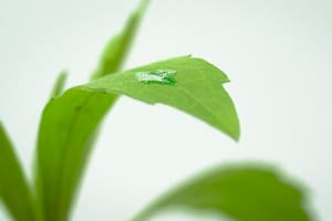 Lanzaron un adyuvante siliconado para mejorar el desempeño de las aplicaciones