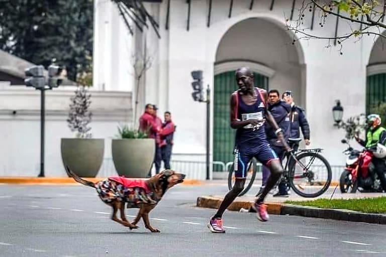 Iba primero en la Maratón de Buenos Aires, un perro lo atacó y finalizó tercero: “Le robaron su dignidad”