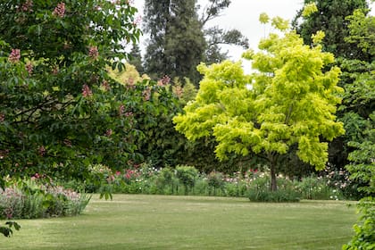 Robinia ‘Frisia’ con su follaje amarillo como punto focal en el jardín.