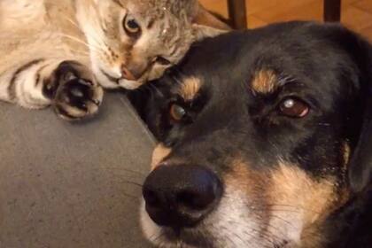 Rocco, el gato de Patricio, también es rescatado y parecía comprender lo que estaba pasando: otro cuatro patas necesitaba de ayuda