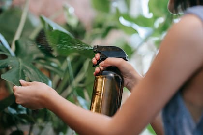 Rociar las plantas con agua y canela cada 15 días para mantenerlas sanas y fuertes