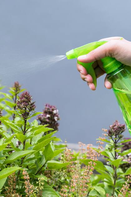 Rociar una mezcla de bicarbonato de sodio y agua sobre las plantas puede prevenir enfermedades fúngicas (Archivo)