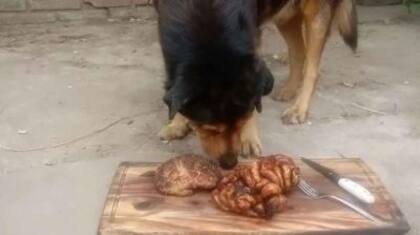 Rocko disfrutando del asado que le regalo Valenzuela cuando cumplió 15 años