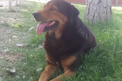 Como cuenta en la carta, el mayor deseo de Fausto es que Rocko pueda conocer a su hijo, que nació prematuro y desde febrero se encuentra en neonatología en el Hospital Iturraspe.