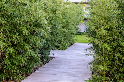 Rodear el perímetro de la casa con plantas de bambú es una opción para "ahuyentar las malas energías"