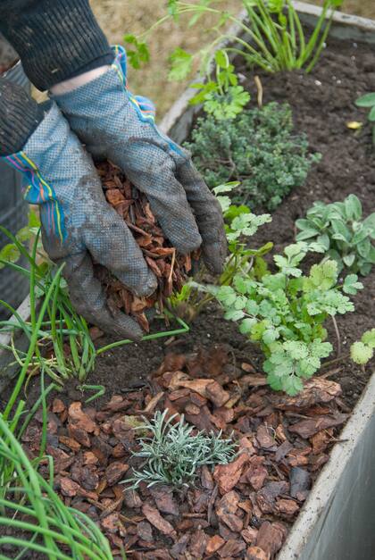 Rodear las plantas con mulch antes del primer frío protege las plantas en un momento de pleno rendimiento