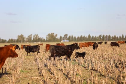 Rodeo de vacas con ternero