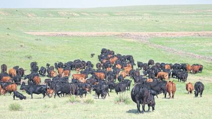 Rodeo de vacas: destetan 82 terneros cada 100 vacas como promedio nacional. Están 22 puntos arriba de nuestro índice.