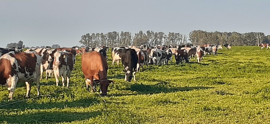 Tiene cuatro tambos con un modelo único y todos los años crece 10% en ...